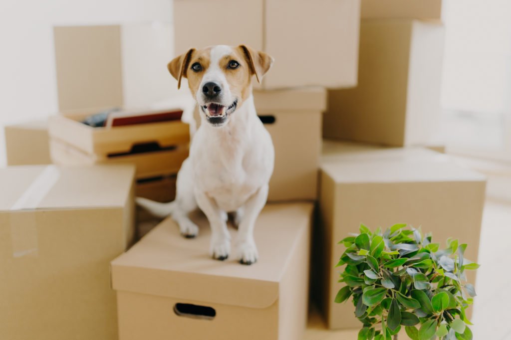 Tips for moving with pets